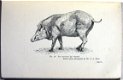 Man and Animals in the New Hebrides 1929 Baker Pacific R6726 - 1 - Thumbnail