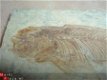 #4 Lycoptera sp. China Fossiele vis - 1 - Thumbnail