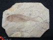 #6 Lycoptera sp. China Fossiele vis - 1 - Thumbnail
