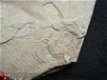 #6 Lycoptera sp. China Fossiele vis - 1 - Thumbnail