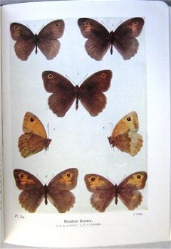 The Butterflies of the British Isles 1936 South - Vlinders - 3