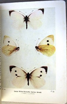 The Butterflies of the British Isles 1936 South - Vlinders - 4