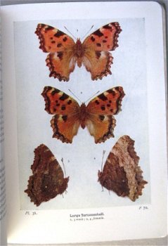 The Butterflies of the British Isles 1936 South - Vlinders - 5