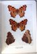 The Butterflies of the British Isles 1936 South - Vlinders - 5 - Thumbnail