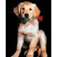 Golden Retriever prints bij Stichting Superwens! - 1 - Thumbnail