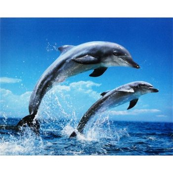 Jumping Dolphins prints bij Stichting Superwens! - 1