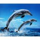 Jumping Dolphins prints bij Stichting Superwens! - 1 - Thumbnail