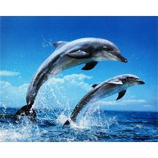 Jumping Dolphins prints bij Stichting Superwens!