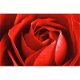 Red Rose prints bij Stichting Superwens! - 1 - Thumbnail