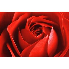 Red Rose prints bij Stichting Superwens!