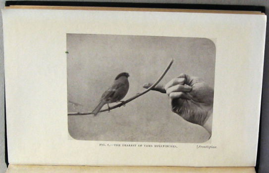 In Nature's Nursery HC Sedgwick [c. 1900-1940] - 4