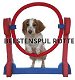 Agility - Hoop Jump, Nieuw, €23.95 - 1 - Thumbnail