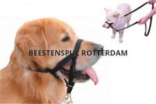 Dog Control nylon, Nieuw, €6.50