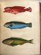 Notes on Japanese Fish 1856 Brevoort - Ichtyologie Vissen - 1 - Thumbnail