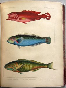 Notes on Japanese Fish 1856 Brevoort - Ichtyologie Vissen