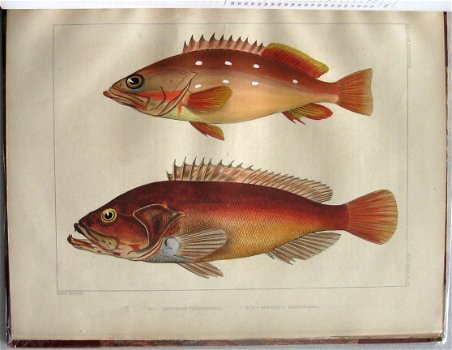 Notes on Japanese Fish 1856 Brevoort - Ichtyologie Vissen - 2
