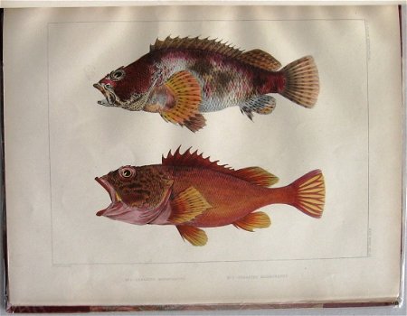 Notes on Japanese Fish 1856 Brevoort - Ichtyologie Vissen - 3