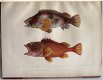 Notes on Japanese Fish 1856 Brevoort - Ichtyologie Vissen - 3 - Thumbnail