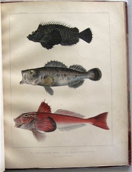 Notes on Japanese Fish 1856 Brevoort - Ichtyologie Vissen - 4