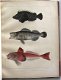 Notes on Japanese Fish 1856 Brevoort - Ichtyologie Vissen - 4 - Thumbnail