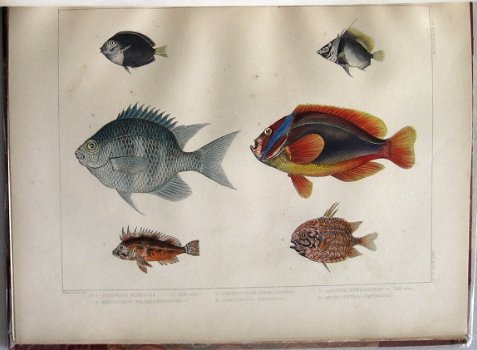 Notes on Japanese Fish 1856 Brevoort - Ichtyologie Vissen - 5