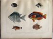 Notes on Japanese Fish 1856 Brevoort - Ichtyologie Vissen - 5 - Thumbnail