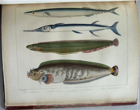 Notes on Japanese Fish 1856 Brevoort - Ichtyologie Vissen - 6
