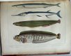 Notes on Japanese Fish 1856 Brevoort - Ichtyologie Vissen - 6 - Thumbnail