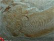 #9 Lycoptera sp. China Fossiele vis - 1 - Thumbnail