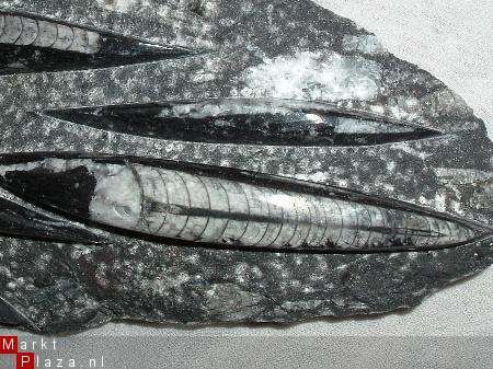 #229 Orthoceras Plaat fossiele inktvis met 6 Orthocerassen - 1
