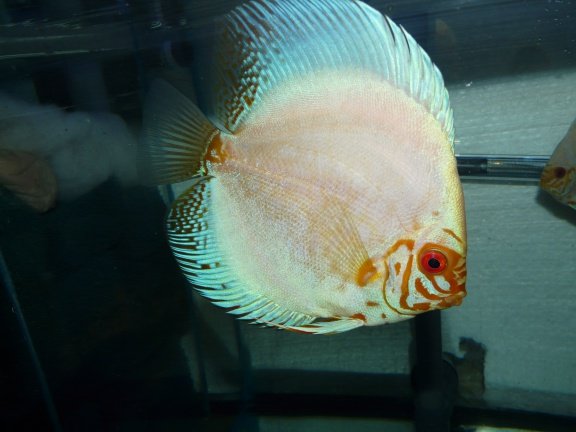 discus white butterfly en white diamond - nr. 1