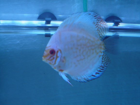 discus white butterfly en white diamond - Afbeelding 3