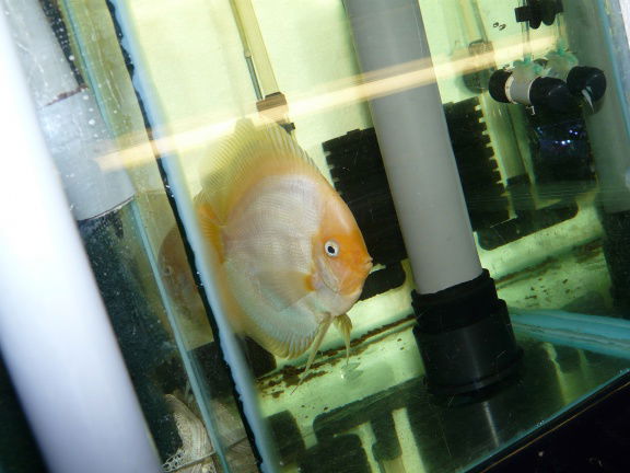 discus white butterfly en white diamond - Afbeelding 5