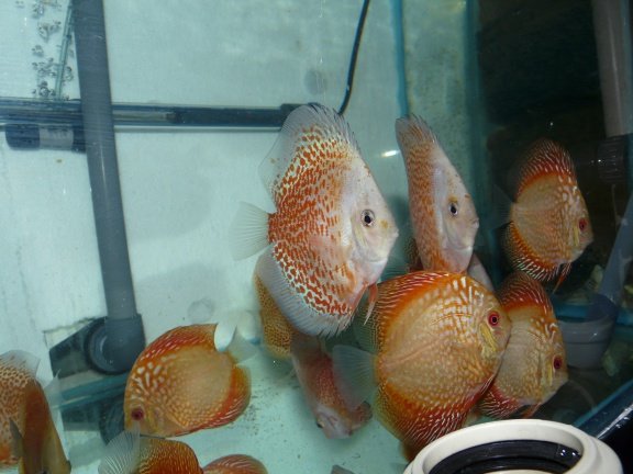 discus snow leopard en electric dream - nr. 1