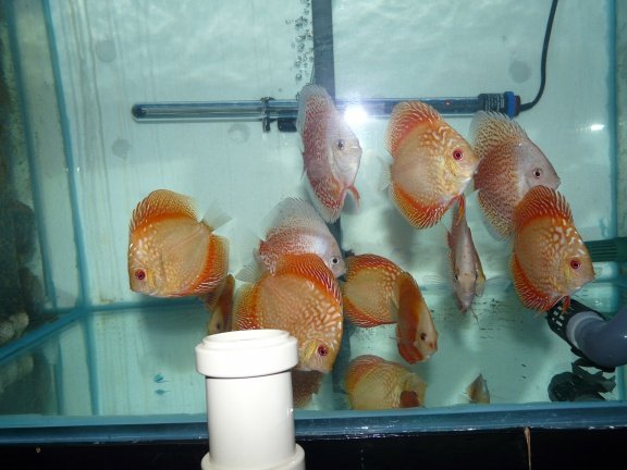 discus snow leopard en electric dream - Afbeelding 2