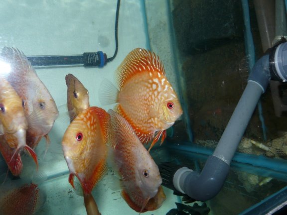 discus snow leopard en electric dream - Afbeelding 3
