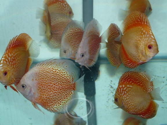 discus snow leopard en electric dream - Afbeelding 4