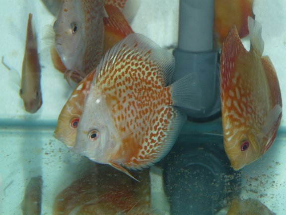 discus snow leopard en electric dream - Afbeelding 5