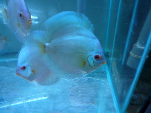 discus bleu diamond - nr. 1