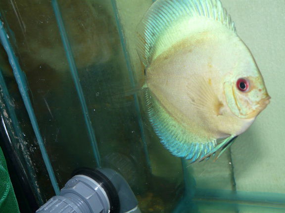 discus bleu diamond - Afbeelding 2