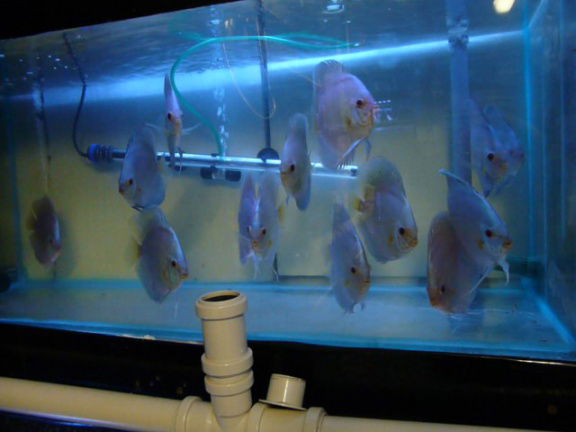discus bleu diamond - Afbeelding 3