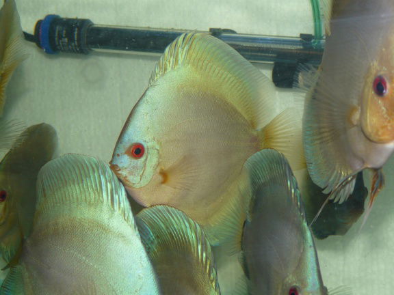 discus bleu diamond - Afbeelding 4