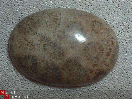 #36 Cabochon Fossiel Koraal Fossil Coral Cabochon - 1