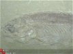 #16 Lycoptera sp. China Fossiele vis - 1 - Thumbnail