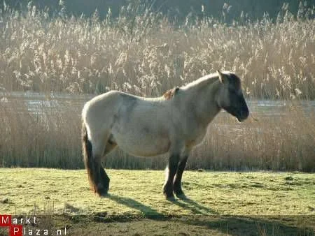 rusthuis voor paarden en pony's (pension / stalling) - 1