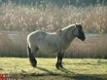 rusthuis voor paarden en pony's (pension / stalling) - 1 - Thumbnail