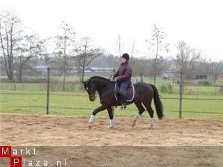 paardenstalling , pony pension ( Raalte / Heino ) Zwolle - 1