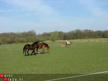 paardenstalling , pony pension ( Raalte / Heino ) Zwolle - 2