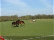 paardenstalling , pony pension ( Raalte / Heino ) Zwolle - 2 - Thumbnail