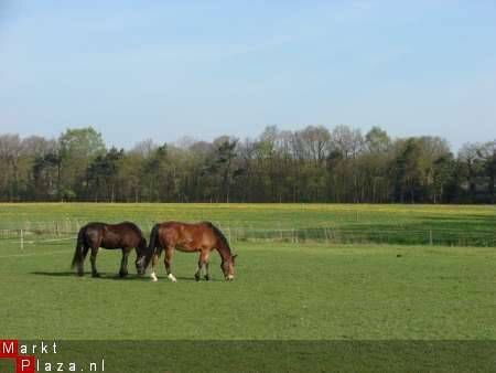 paardenstalling , pony pension ( Raalte / Heino ) Zwolle - 3